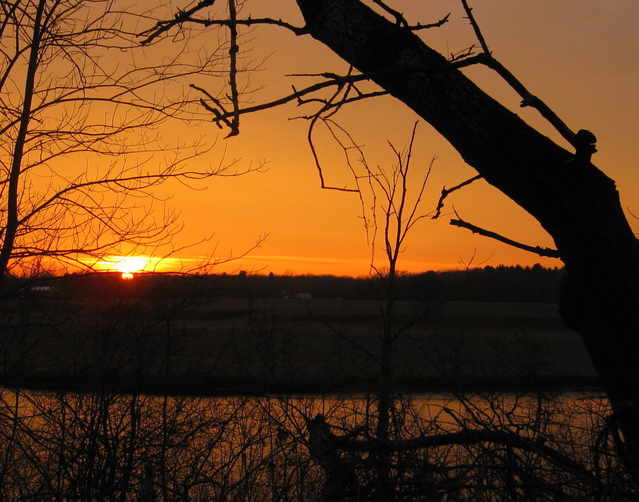 tree sunset image
